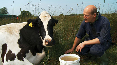 The Moo Man