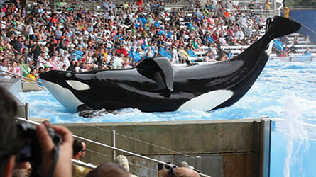 Blackfish