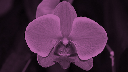Secret Screening Orchid