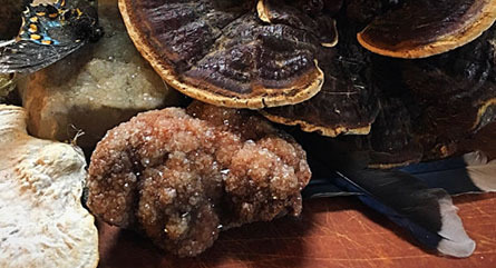 Wild Seed: Mobile Field Museum & Apothecary